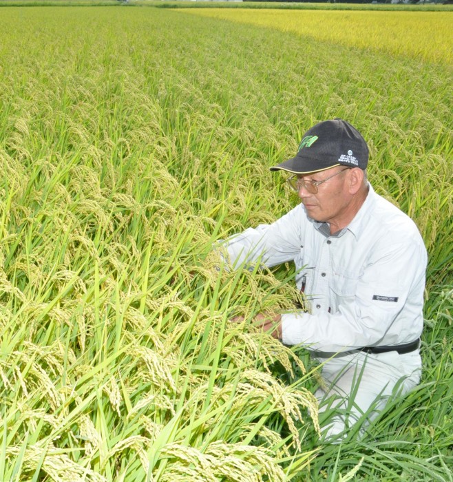 収穫前の稲を見守る山崎会長